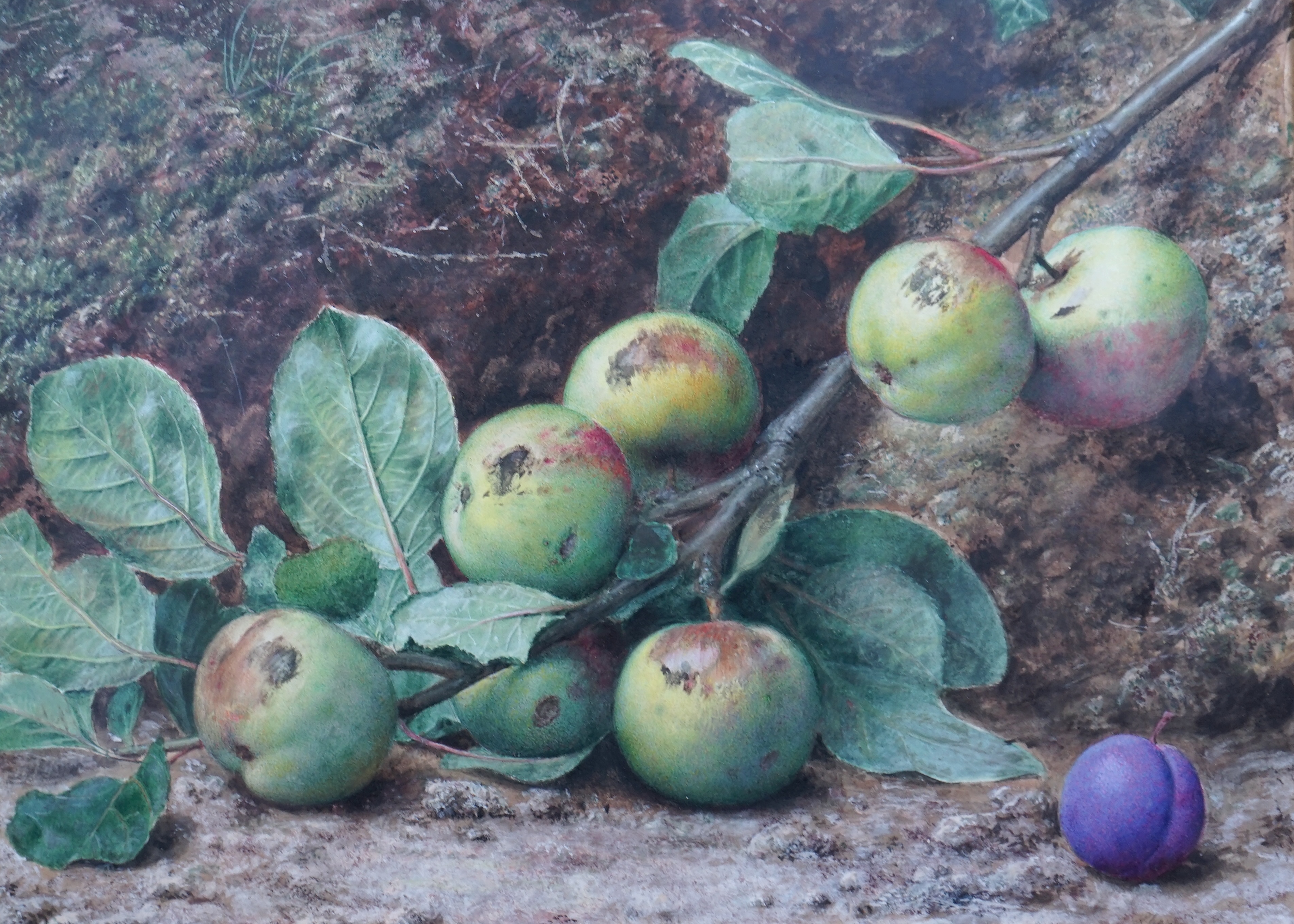 John Sherrin (English, 1819-1896), Still life of apples and a plum, watercolour, 30 x 42cm